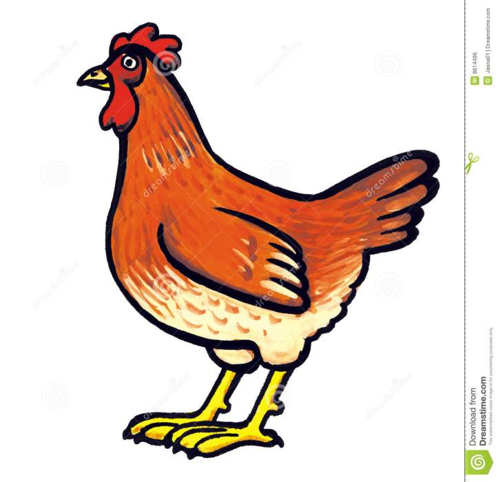red-hen-clipart-poule-adulte-rouge-8614496